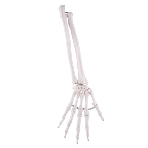 A40/3 Loose Hand Skeleton with Ulna and Radius